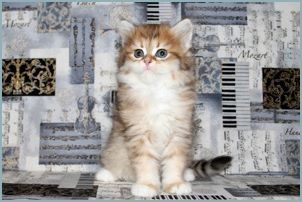 Female Siberian Kitten from Deedlebug Siberians